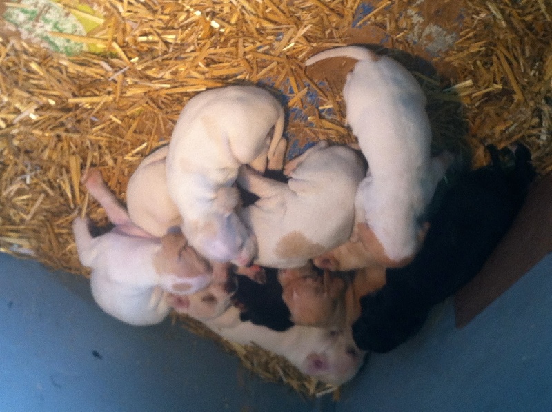 Chiot Pointer Du Marais Plaisance